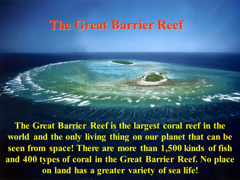 The Great Barrier Reef The Great Barrier Reef is the largest coral reef in